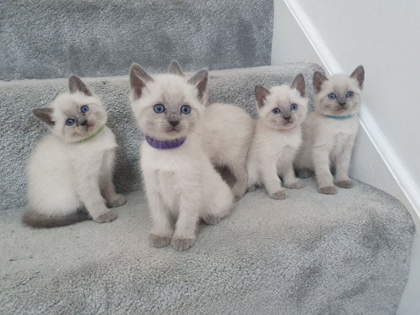 cute-kittens-siamese-big-0