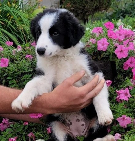 border-collie-pups-for-sale-ready-big-0