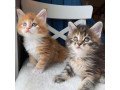 maine-coon-kittens-for-sale-small-0