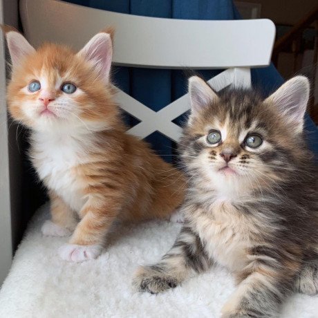 maine-coon-kittens-for-sale-big-0