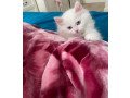 persian-kittens-available-for-sale-small-0