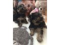 pretty-teacup-yorkie-puppies-for-sale-small-0