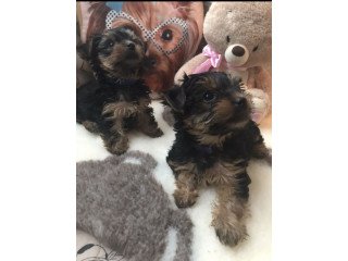 Pretty Teacup Yorkie Puppies for sale