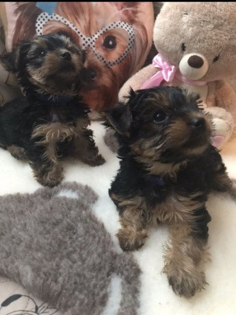 pretty-teacup-yorkie-puppies-for-sale-big-0
