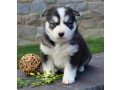 cute-and-adorable-siberian-husky-puppies-small-0