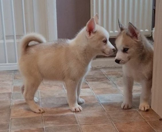 cute-and-adorable-siberian-husky-puppies-big-1