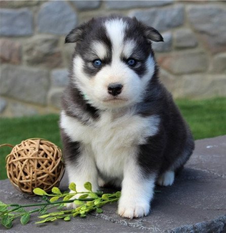 cute-and-adorable-siberian-husky-puppies-big-0