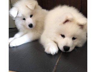 Lovely Samoyed Puppies Available
