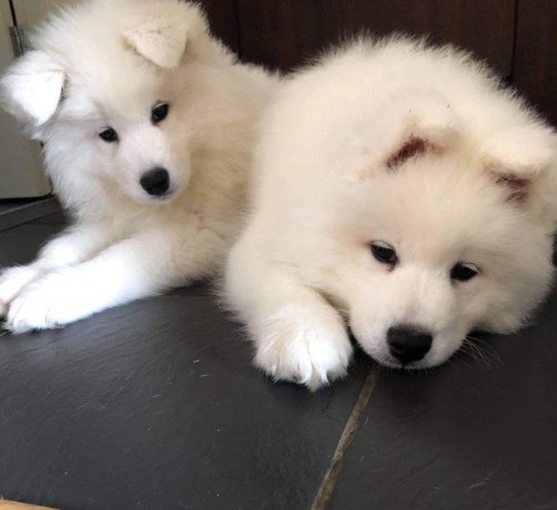 lovely-samoyed-puppies-available-big-0