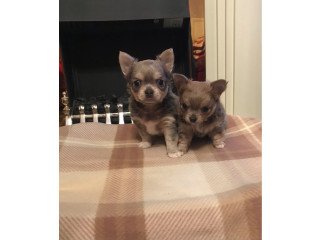 Lovely Chihuahua litters