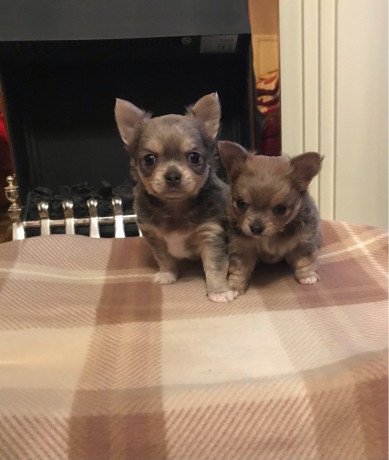 lovely-chihuahua-litters-big-0