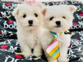 very-sweet-charming-maltese-puppies-small-0