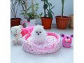 teacup-pomeranian-pups-available-small-0