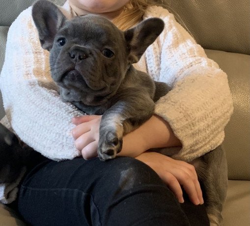 french-bulldog-puppies-for-sale-big-1