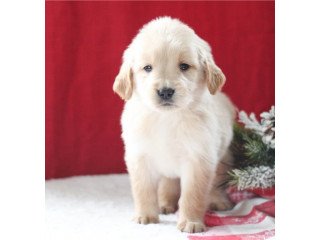 Golden Retriever Puppies for sale