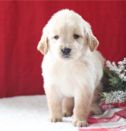 golden-retriever-puppies-for-sale-big-0