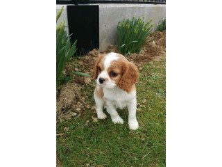 Cavalier King Charles Spaniel Puppies for sale