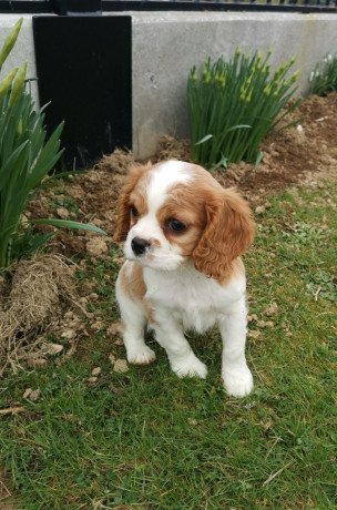 cavalier-king-charles-spaniel-puppies-for-sale-big-0