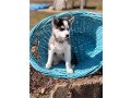 beautiful-blue-eyed-pomsky-puppies-small-1
