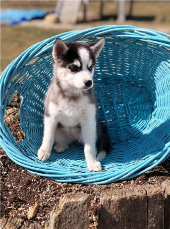 beautiful-blue-eyed-pomsky-puppies-big-1