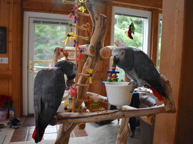 beautiful-male-and-female-african-gray-parrots-for-sale-big-0