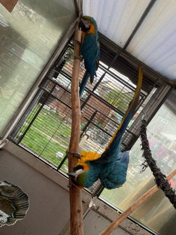 two-beautiful-talking-blue-and-gold-macaw-parrots-big-0