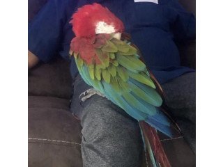 Greenwing Macaw parrots for sale