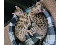 bengal-kittens-available-small-0