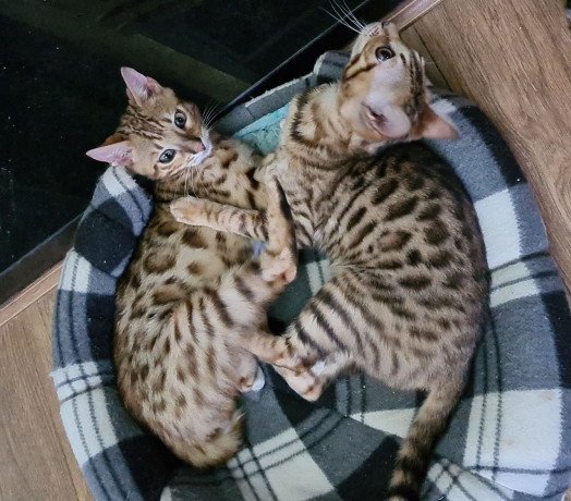 bengal-kittens-available-big-0