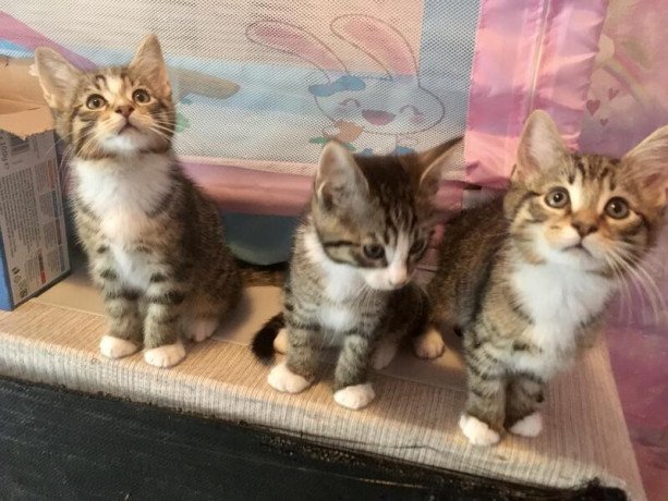 maine-coon-kittens-available-big-0