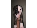 american-bulldog-puppies-for-sale-small-0