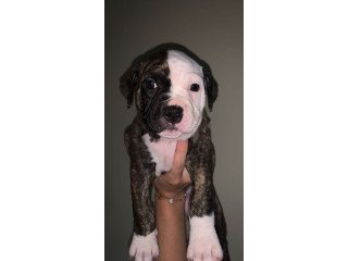 American Bulldog puppies for sale