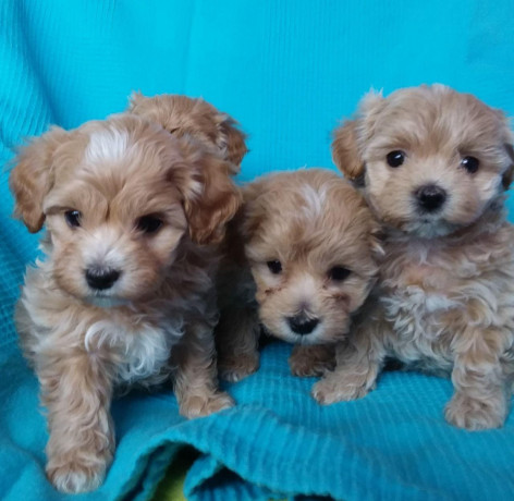 maltipoo-puppies-for-sale-big-0