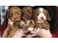 miniature-labradoodles-puppies-small-0