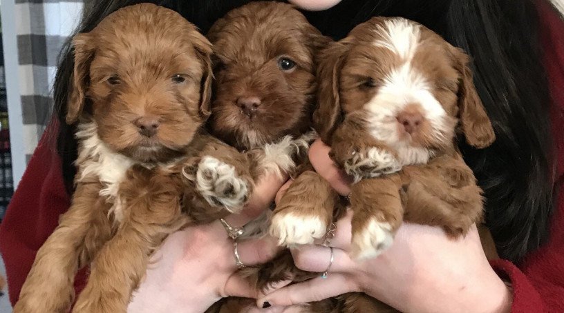 miniature-labradoodles-puppies-big-0