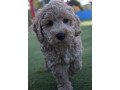 miniature-boys-and-girls-cockapoo-puppies-small-2