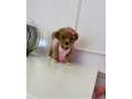 poodle-cross-maltese-puppies-small-0