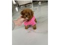 poodle-cross-maltese-puppies-small-2