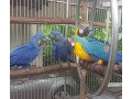 hyacinth-and-blue-and-gold-macaw-parrots-for-sale-small-0