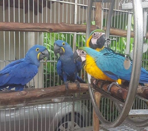 hyacinth-and-blue-and-gold-macaw-parrots-for-sale-big-0