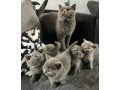 british-shorthair-kittens-for-sale-small-0