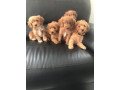cockapoo-puppies-for-sale-small-1