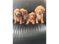 cockapoo-puppies-for-sale-small-0