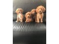 cockapoo-puppies-for-sale-small-2