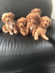 cockapoo-puppies-for-sale-big-1
