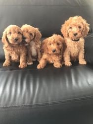 cockapoo-puppies-for-sale-big-0