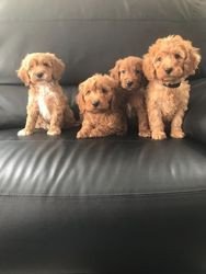 cockapoo-puppies-for-sale-big-2