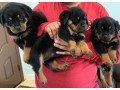 gorgeous-rottweiler-puppies-for-sale-small-0