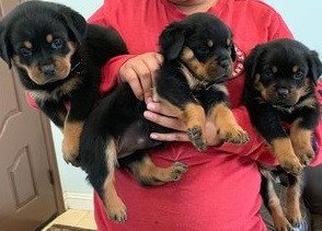 gorgeous-rottweiler-puppies-for-sale-big-0