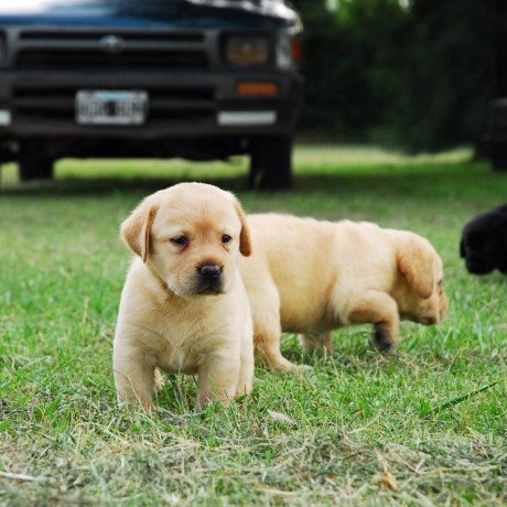 cute-labrador-puppies-big-0